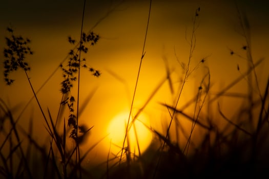 Silhouette of Flower grass in the summer with sunset background photo
