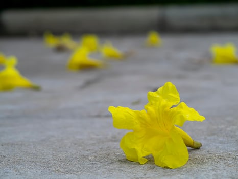 Tabebuia aurea flowers on ground. photo