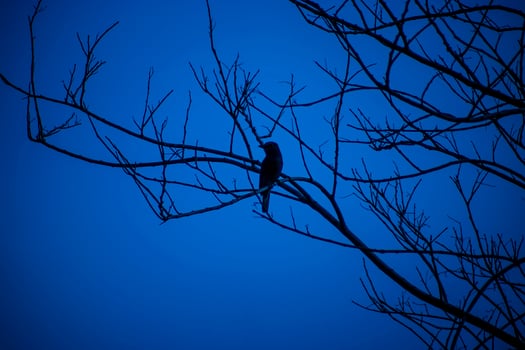 Silhouette small bird on branch with deep blue sky. photo