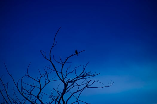 Silhouette small bird on branch photo