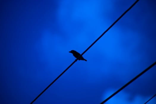 One Sparrows bird on power lines. photo