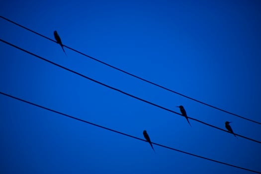 The bird on power lines with deep blue color. photo