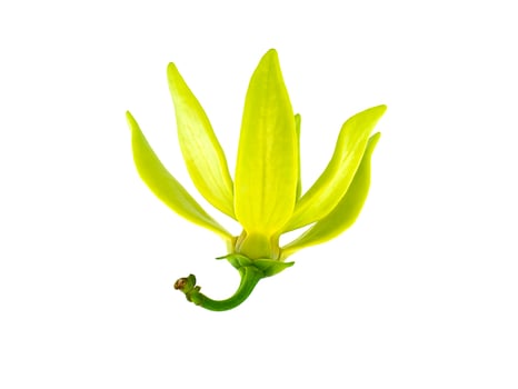 fragrant flowers of climbing ylang-ylang on white background. photo