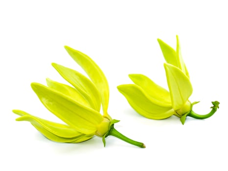 fragrant flowers of climbing ylang-ylang on white background. photo