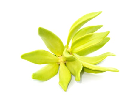 fragrant flowers of climbing ylang-ylang on white background. photo