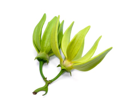 fragrant flowers of climbing ylang-ylang on white background. photo
