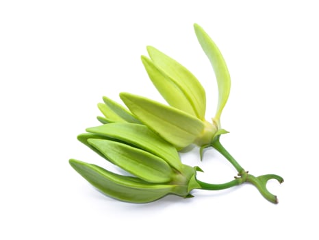 fragrant flowers of climbing ylang-ylang on white background. photo