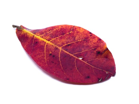 Tropical almond leaf in the autumn and are change color on white background. photo