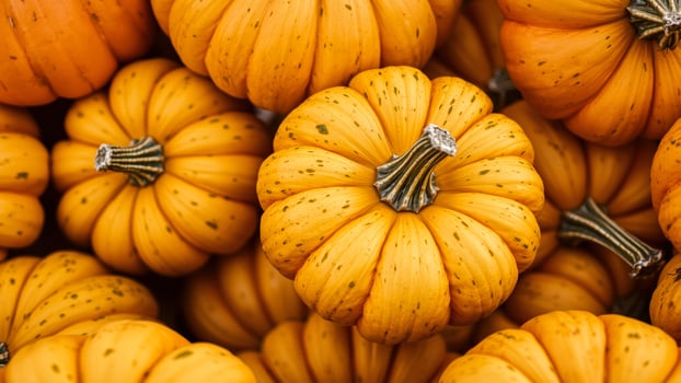 Close up of pumpkins photo