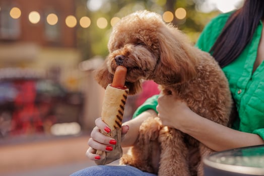 brown dog sniffs hot dog sausage and closes eyes with pleasure, close-up, harmful food for dogs photo