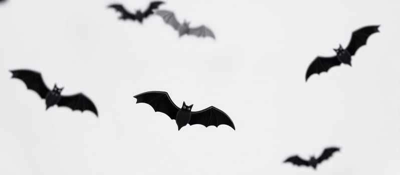 Black Bats Flying on White Background photo