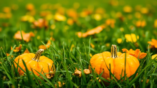 Two Pumpkins in a Field of Green Grass photo