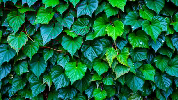 Lush Green Foliage with Water Droplets photo