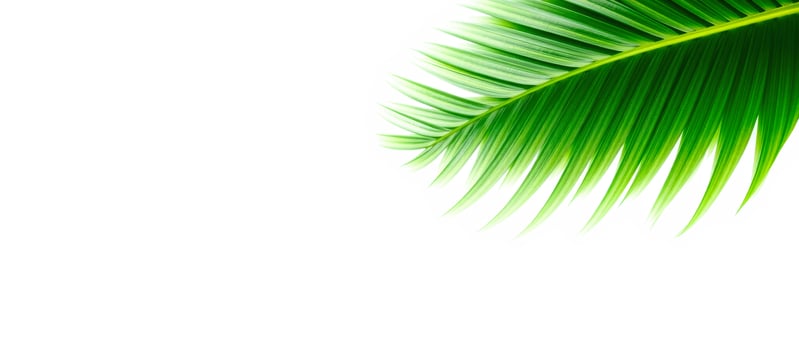 Lush Green Palm Leaf Isolated on White Background photo