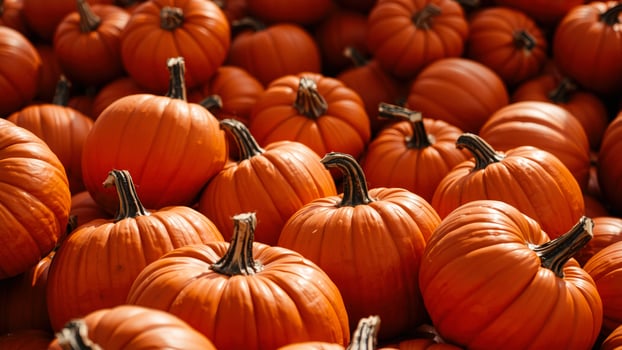 Close Up of Pumpkins photo
