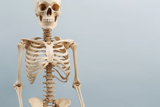 Studio Photo of Human Skeletons Displayed Side by Side on a Neutral Background