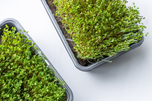 Fresh microgreens. Container of freshly sprouted microgreens. Container with microgreens on a white background. Healthy eating concept. photo