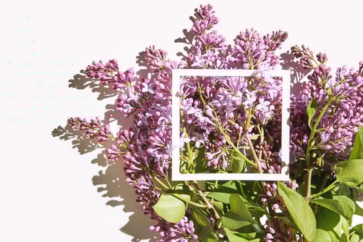 Trend sunny lilac mockup. White paper. Nature garden design. Flower card photo
