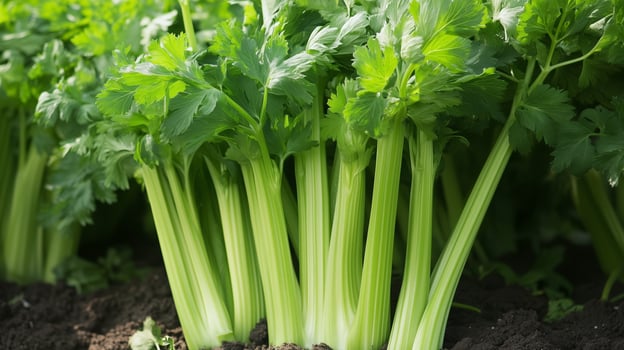 Freshly harvested celery growing in a sunlit garden surrounded by rich soil and vibrant green foliage on a clear day photo
