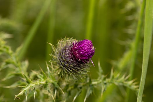 The Beauty of Rare Purple Forest Flowers photo