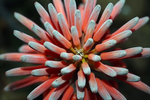 The Aloe Vera Flower in Nature's Embrace photo