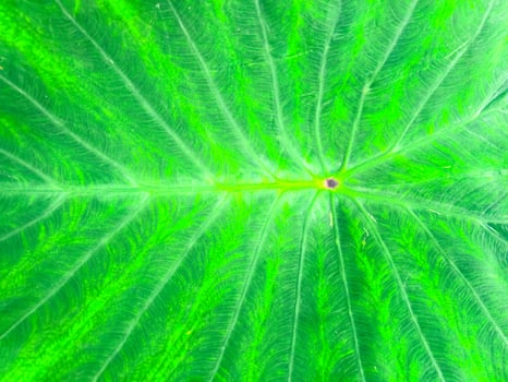 Close-up of green leaf texture with natural vein patterns, showcasing the intricate details of nature photo