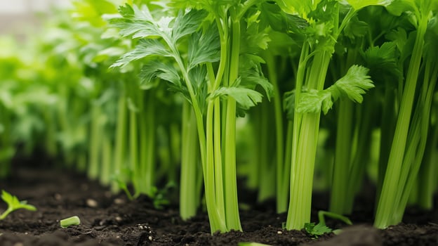 Fresh green celery growing in a sunny garden, showcasing healthy stalks under clear skies during the warm season photo