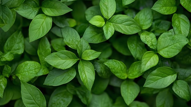 Lush green leaves create a vibrant natural carpet in a garden setting during the late afternoon sunlight photo