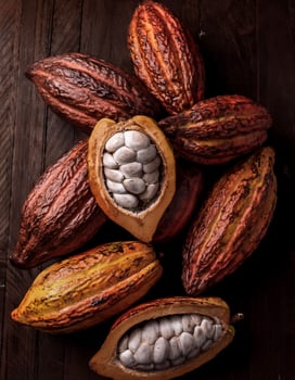 Overhead view of Fresh, Pile, Ripe and juicy sweet cocoa fruits. Halves food summer background photo