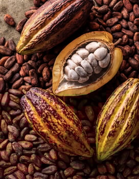 Overhead view of Fresh, Pile, Ripe and juicy sweet cocoa fruits. Halves food summer background photo