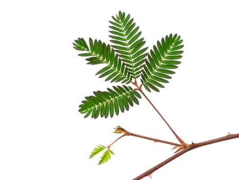 Close up of Sensitive plant or mimosa pudica plant. photo