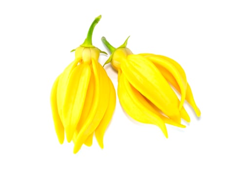 fragrant flowers of climbing on white background. photo