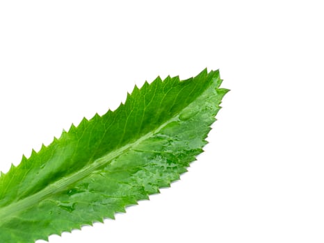 Close up Culantro leaf on white background photo