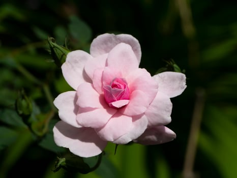 Close up pink of Damask Rose flower with green blur background. photo
