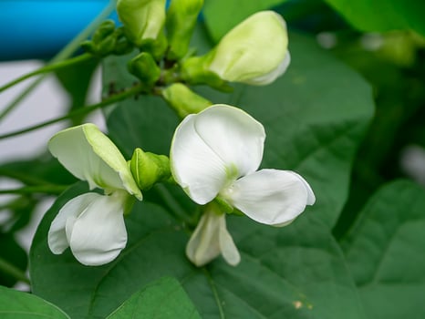 Close up of Wing bean flower. photo