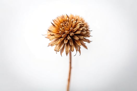Macro shot of a single dried wild flower against a white background photo