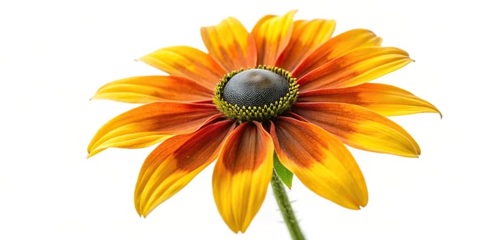Macro shot of a single compound Rudbeckia flower isolated on white background photo