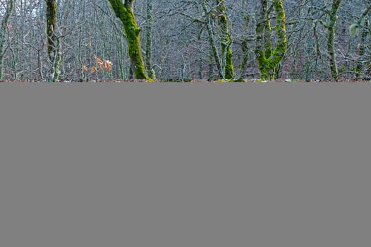 Oak trees covered with green-coloured moss in Quercus vulcanica forest. Leucobryum glaucum. photo