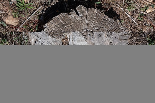 The natural texture of a brown pine tree cut in nature. photo