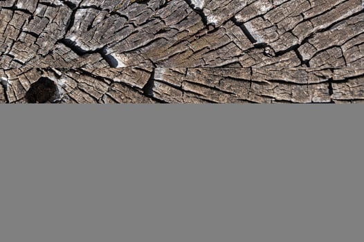 The natural texture of a brown pine tree cut in nature. photo