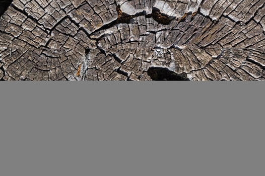 The natural texture of a brown pine tree cut in nature. photo
