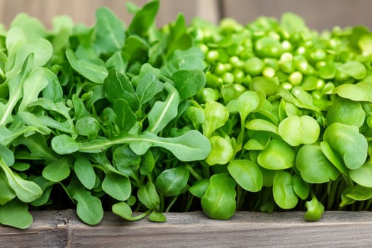 A close-up shot of fresh microgreens, including arugula, radish, and pea shoots, with vibrant green leaves photo