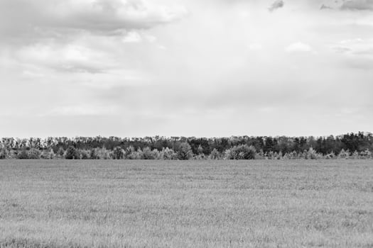 Beautiful horizon scenery in village meadow on color natural background photo