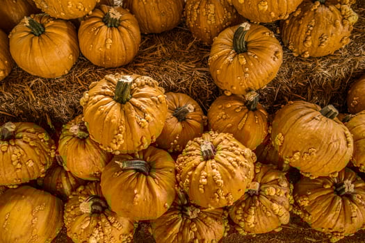 Goose bump pumpkins closeup photo