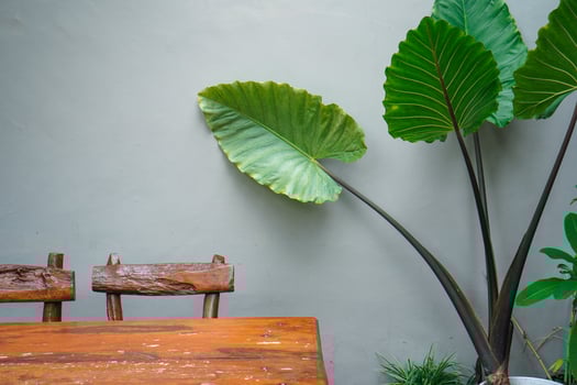 simple minimalist wooden tables and chairs for sitting and drinking coffee in a coffee shop with a natural atmosphere photo
