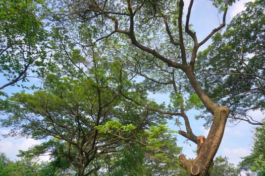 Wild trees with shady green leaves grow naturally in city parks. photo