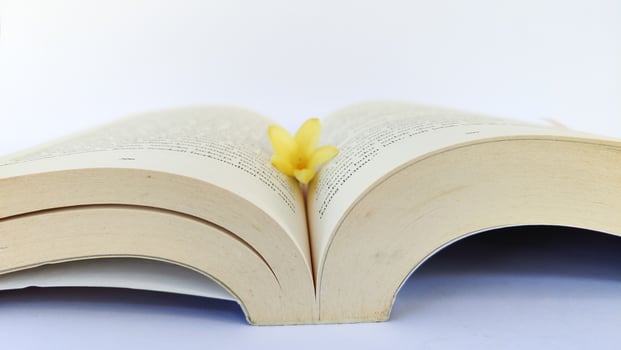 stack of colorful books on white background, open book, stack of books isolated on background, education, read, study, school, library, dictionary. photo