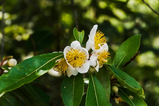a white flower with yellow centers is on a tree photo