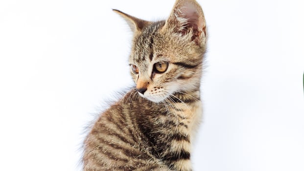 Grey Cat street Portrait face look front camera on blurred background. Focus on nearest eye photo