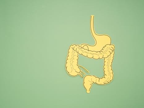 A large intestine shape made from paper on a green background photo